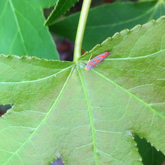Spotting Image 1