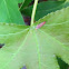 Scarlet and Green Leaf Hopper
