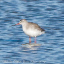 Redshank; Archibebe Común