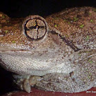 Peron's Tree Frog