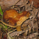 Hydnum