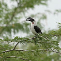 Von der Decken's Hornbill