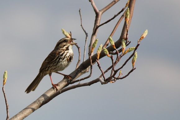 Spotting Image 1