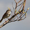Song Sparrow