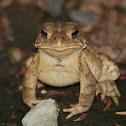 American Toad
