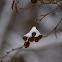 European Alder Cones