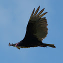 Turkey Vulture