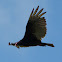 Turkey Vulture