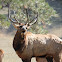 Elk