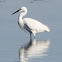 Little Egret