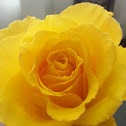 Yellow Rose