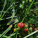 Evergreen Blackberry