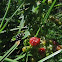Evergreen Blackberry