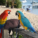 Scarlet Macaw