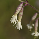 Nottingham Catchfly, Nickendes Leimkraut