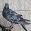 Rock Pigeon  