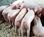 Cerdos Landrace Vendo