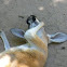 Kangaroo