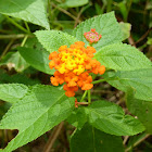 Lantana
