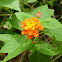 Lantana