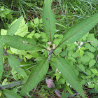 Joe-Pye Weed