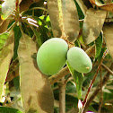 Mango tree