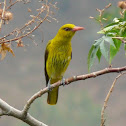 Indian Golden Oriole