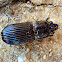 Horned passalus