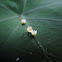 Brazillian pepper flowers