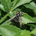 Bald Faced Hornet