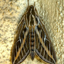 White-lined Sphinx