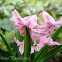 Hyacinth