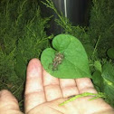 weevil