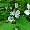 Thimbleberry