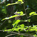 Red-spotted Purple