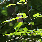 Red-spotted Purple