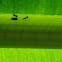 ants and leaf