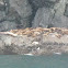 Steller sea lion