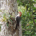 Red-bellied Woodpecker