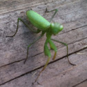 Praying mantis
