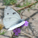 Checkered White