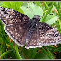 Wild Indigo Duskywing Butterfly