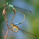 Caballito del diablo (Blue-tailed Damselfly)