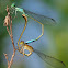 Caballito del diablo (Blue-tailed Damselfly)