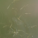 Comb jelly