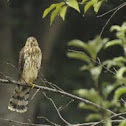Cooper's Hawk (1st year Juv.)