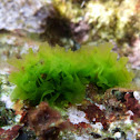 Anadyomene stellata