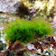 Anadyomene stellata
