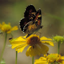 Phaon Crescent Butterfly