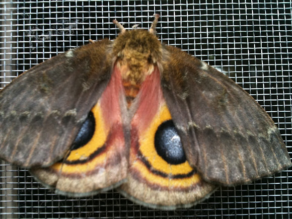 Spotting Image 1